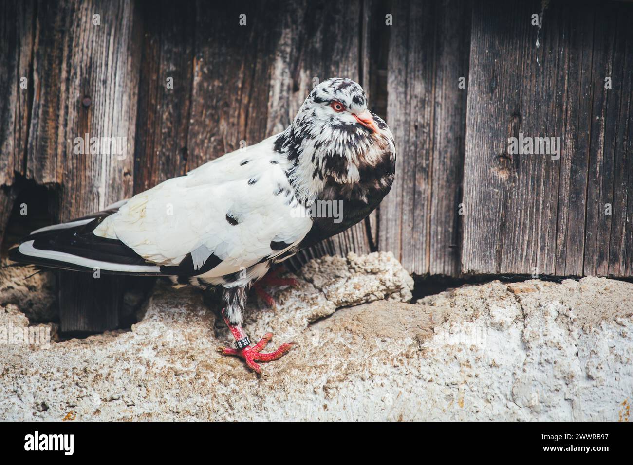 Waldviertler Kröpfer (Waldviertel Cropper Pigeon), Waldviertler Schecken, Schwarzschecken - une vieille race de pigeon du nord de l'Autriche Banque D'Images Waldviertler Kröpfer (Waldviertel Cropper Pigeon), Waldviertler Schecken, Schwarzschecken - une vieille race de pigeon du nord de l'Autriche Banque D'Images