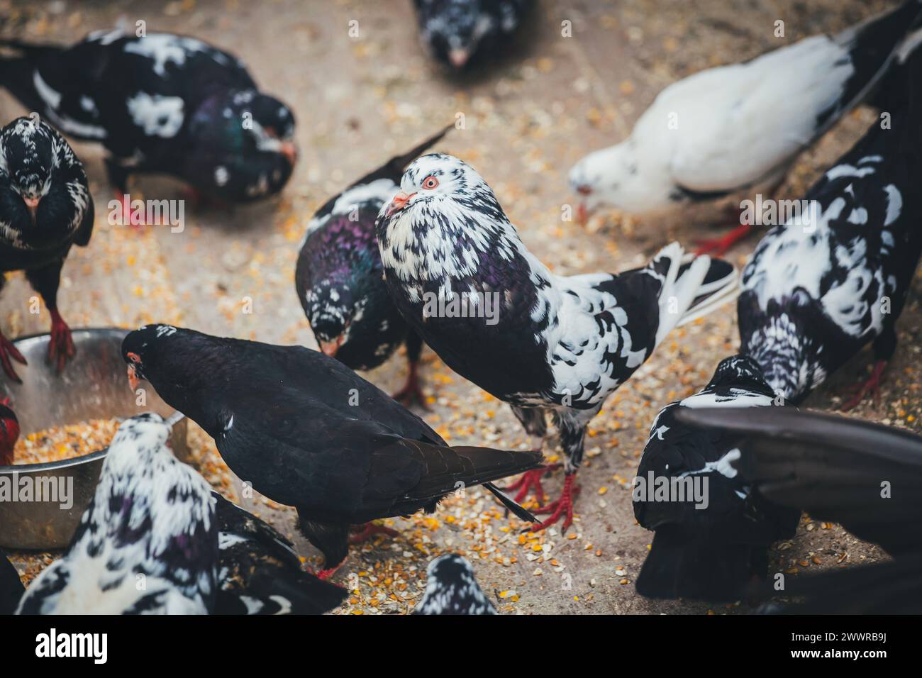 Waldviertler Kröpfer (Waldviertel Cropper Pigeon), Waldviertler Schecken, Schwarzschecken - une vieille race de pigeon du nord de l'Autriche Banque D'Images Waldviertler Kröpfer (Waldviertel Cropper Pigeon), Waldviertler Schecken, Schwarzschecken - une vieille race de pigeon du nord de l'Autriche Banque D'Images
