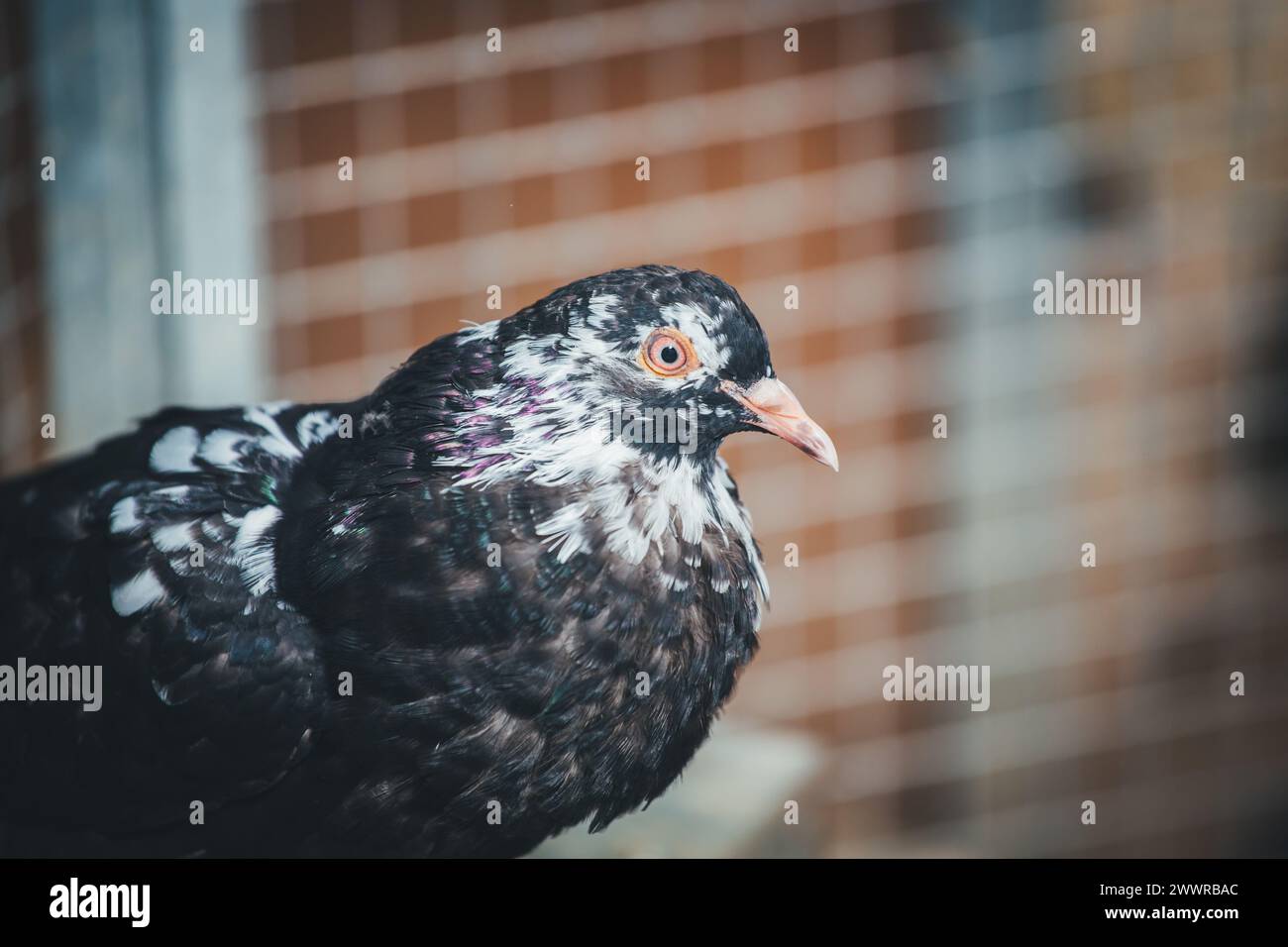Waldviertler Kröpfer (Waldviertel Cropper Pigeon), Waldviertler Schecken, Schwarzschecken - une vieille race de pigeon du nord de l'Autriche Banque D'Images Waldviertler Kröpfer (Waldviertel Cropper Pigeon), Waldviertler Schecken, Schwarzschecken - une vieille race de pigeon du nord de l'Autriche Banque D'Images