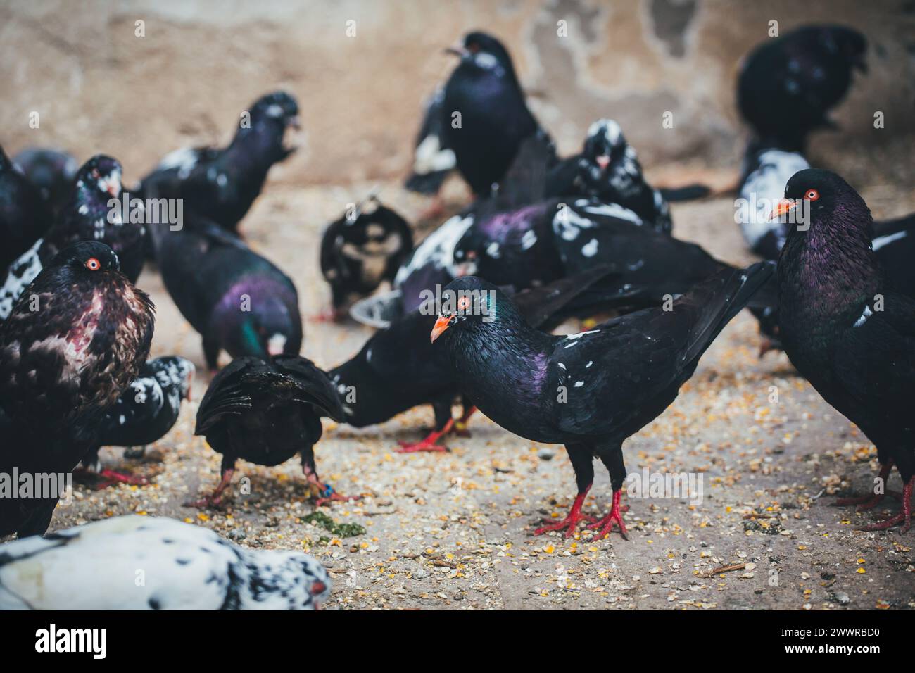 Waldviertler Kröpfer (Waldviertel Cropper Pigeon), Waldviertler Schecken, Schwarzschecken - une vieille race de pigeon du nord de l'Autriche Banque D'Images Waldviertler Kröpfer (Waldviertel Cropper Pigeon), Waldviertler Schecken, Schwarzschecken - une vieille race de pigeon du nord de l'Autriche Banque D'Images