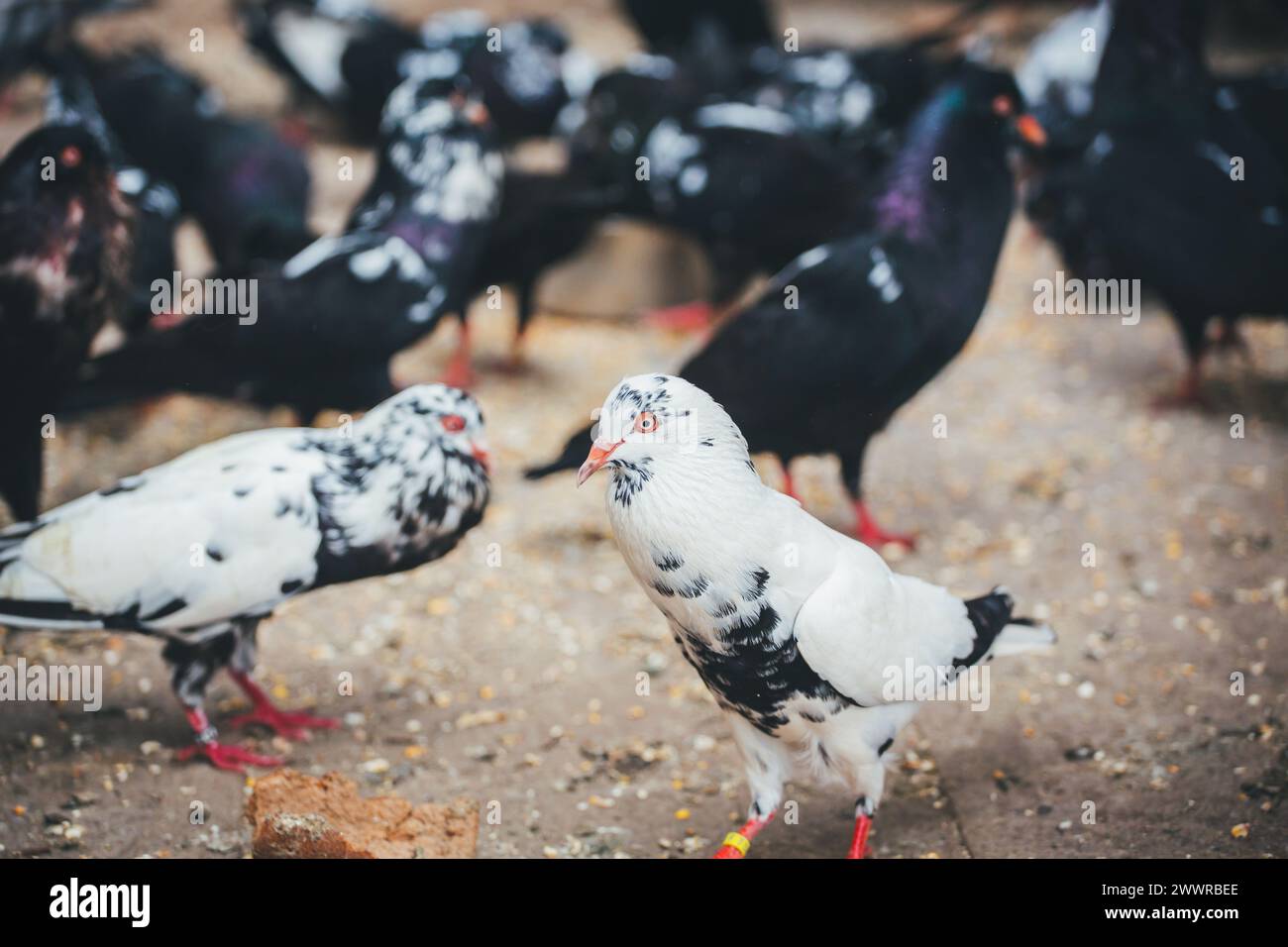 Waldviertler Kröpfer (Waldviertel Cropper Pigeon), Waldviertler Schecken, Schwarzschecken - une vieille race de pigeon du nord de l'Autriche Banque D'Images Waldviertler Kröpfer (Waldviertel Cropper Pigeon), Waldviertler Schecken, Schwarzschecken - une vieille race de pigeon du nord de l'Autriche Banque D'Images