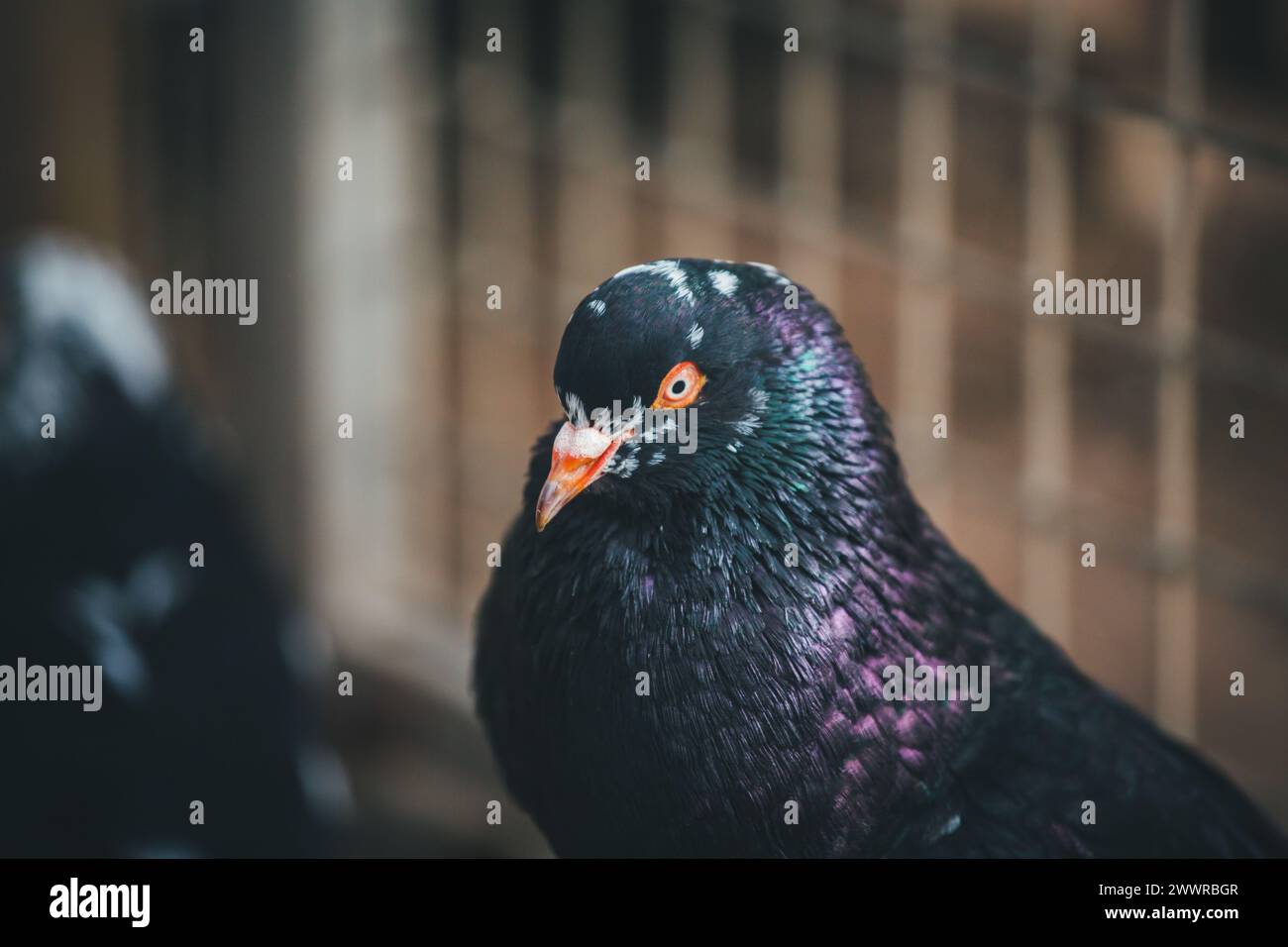 Waldviertler Kröpfer (Waldviertel Cropper Pigeon), Waldviertler Schecken, Schwarzschecken - une vieille race de pigeon du nord de l'Autriche Banque D'Images Waldviertler Kröpfer (Waldviertel Cropper Pigeon), Waldviertler Schecken, Schwarzschecken - une vieille race de pigeon du nord de l'Autriche Banque D'Images