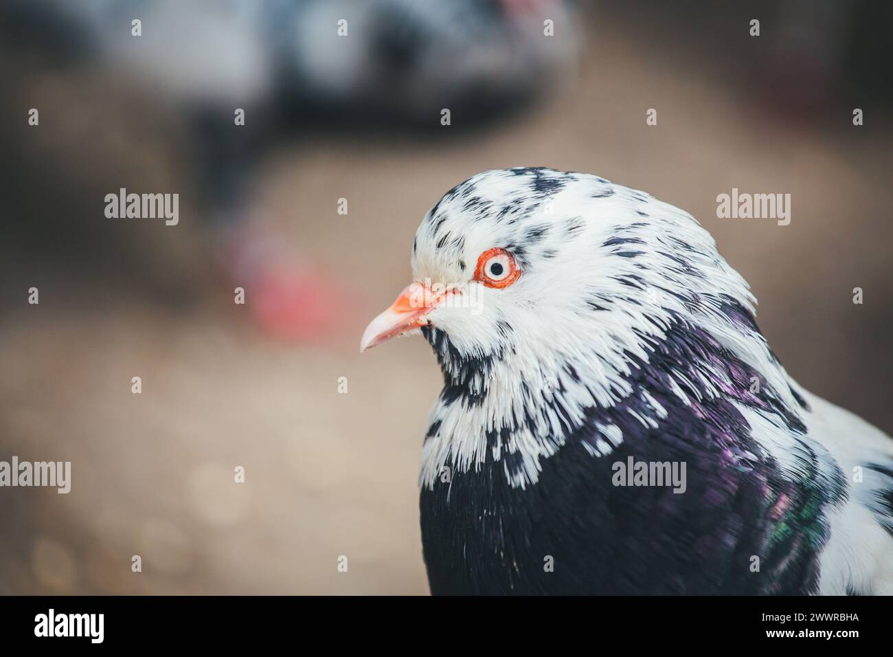 Waldviertler Kröpfer (Waldviertel Cropper Pigeon), Waldviertler Schecken, Schwarzschecken - une vieille race de pigeon du nord de l'Autriche Banque D'Images Waldviertler Kröpfer (Waldviertel Cropper Pigeon), Waldviertler Schecken, Schwarzschecken - une vieille race de pigeon du nord de l'Autriche Banque D'Images