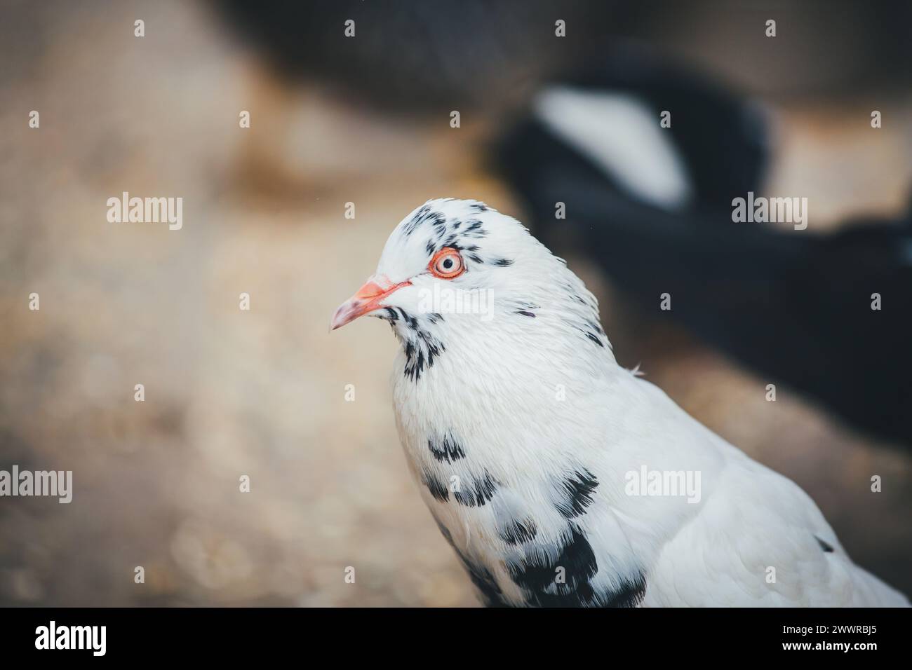 Waldviertler Kröpfer (Waldviertel Cropper Pigeon), Waldviertler Schecken, Schwarzschecken - une vieille race de pigeon du nord de l'Autriche Banque D'Images Waldviertler Kröpfer (Waldviertel Cropper Pigeon), Waldviertler Schecken, Schwarzschecken - une vieille race de pigeon du nord de l'Autriche Banque D'Images
