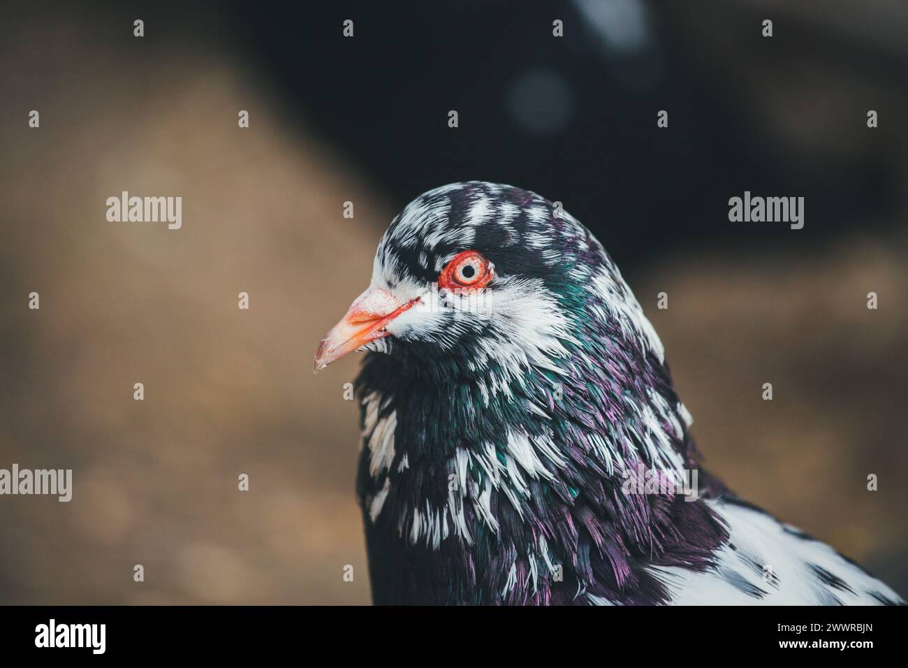 Waldviertler Kröpfer (Waldviertel Cropper Pigeon), Waldviertler Schecken, Schwarzschecken - une vieille race de pigeon du nord de l'Autriche Banque D'Images Waldviertler Kröpfer (Waldviertel Cropper Pigeon), Waldviertler Schecken, Schwarzschecken - une vieille race de pigeon du nord de l'Autriche Banque D'Images