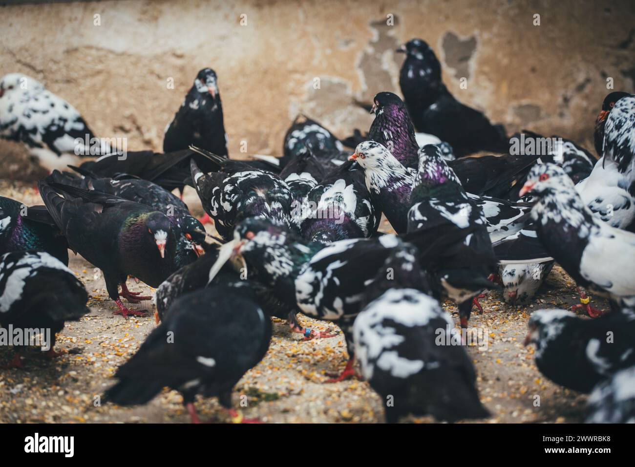 Waldviertler Kröpfer (Waldviertel Cropper Pigeon), Waldviertler Schecken, Schwarzschecken - une vieille race de pigeon du nord de l'Autriche Banque D'Images Waldviertler Kröpfer (Waldviertel Cropper Pigeon), Waldviertler Schecken, Schwarzschecken - une vieille race de pigeon du nord de l'Autriche Banque D'Images
