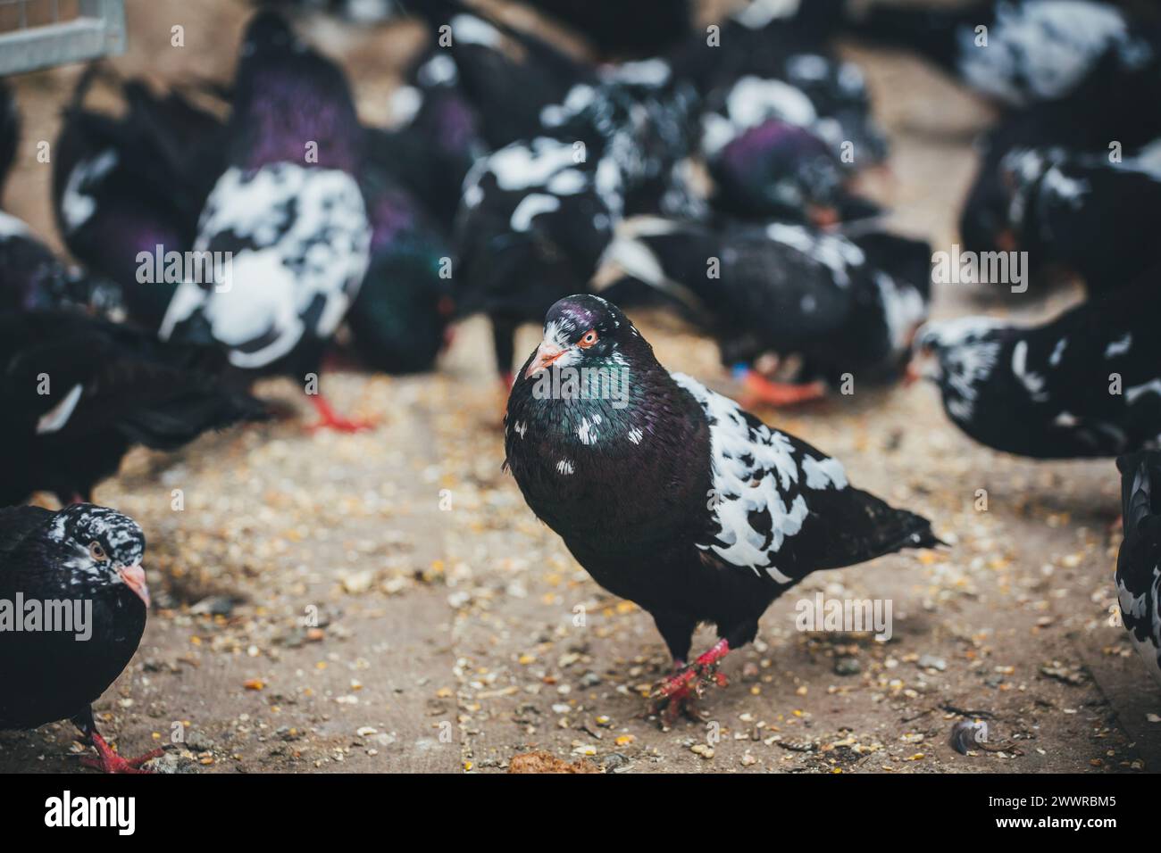 Waldviertler Kröpfer (Waldviertel Cropper Pigeon), Waldviertler Schecken, Schwarzschecken - une vieille race de pigeon du nord de l'Autriche Banque D'Images Waldviertler Kröpfer (Waldviertel Cropper Pigeon), Waldviertler Schecken, Schwarzschecken - une vieille race de pigeon du nord de l'Autriche Banque D'Images