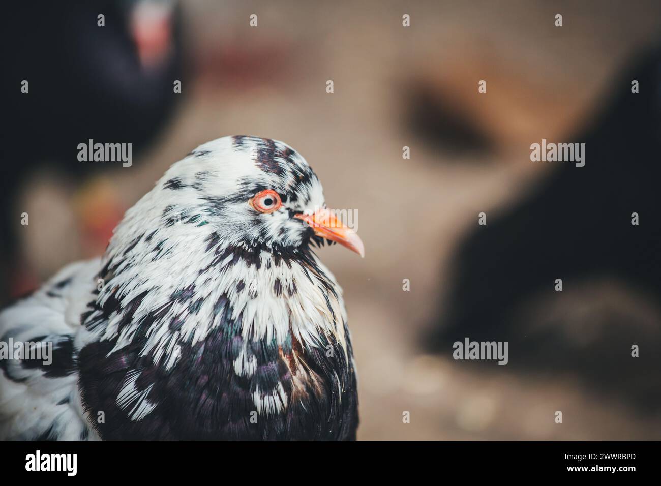 Waldviertler Kröpfer (Waldviertel Cropper Pigeon), Waldviertler Schecken, Schwarzschecken - une vieille race de pigeon du nord de l'Autriche Banque D'Images Waldviertler Kröpfer (Waldviertel Cropper Pigeon), Waldviertler Schecken, Schwarzschecken - une vieille race de pigeon du nord de l'Autriche Banque D'Images