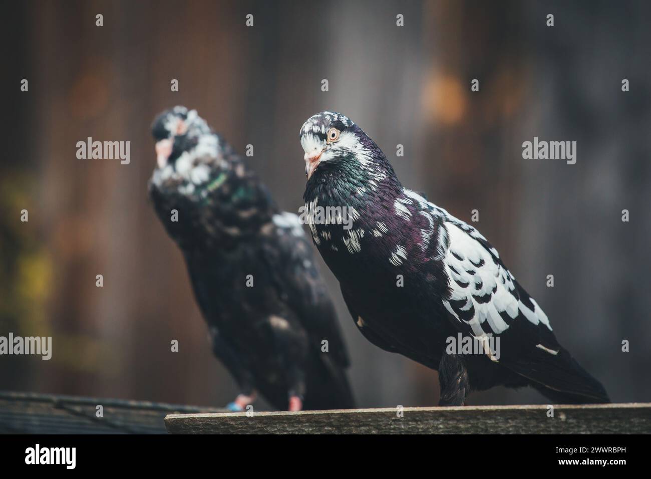 Waldviertler Kröpfer (Waldviertel Cropper Pigeon), Waldviertler Schecken, Schwarzschecken - une vieille race de pigeon du nord de l'Autriche Banque D'Images Waldviertler Kröpfer (Waldviertel Cropper Pigeon), Waldviertler Schecken, Schwarzschecken - une vieille race de pigeon du nord de l'Autriche Banque D'Images