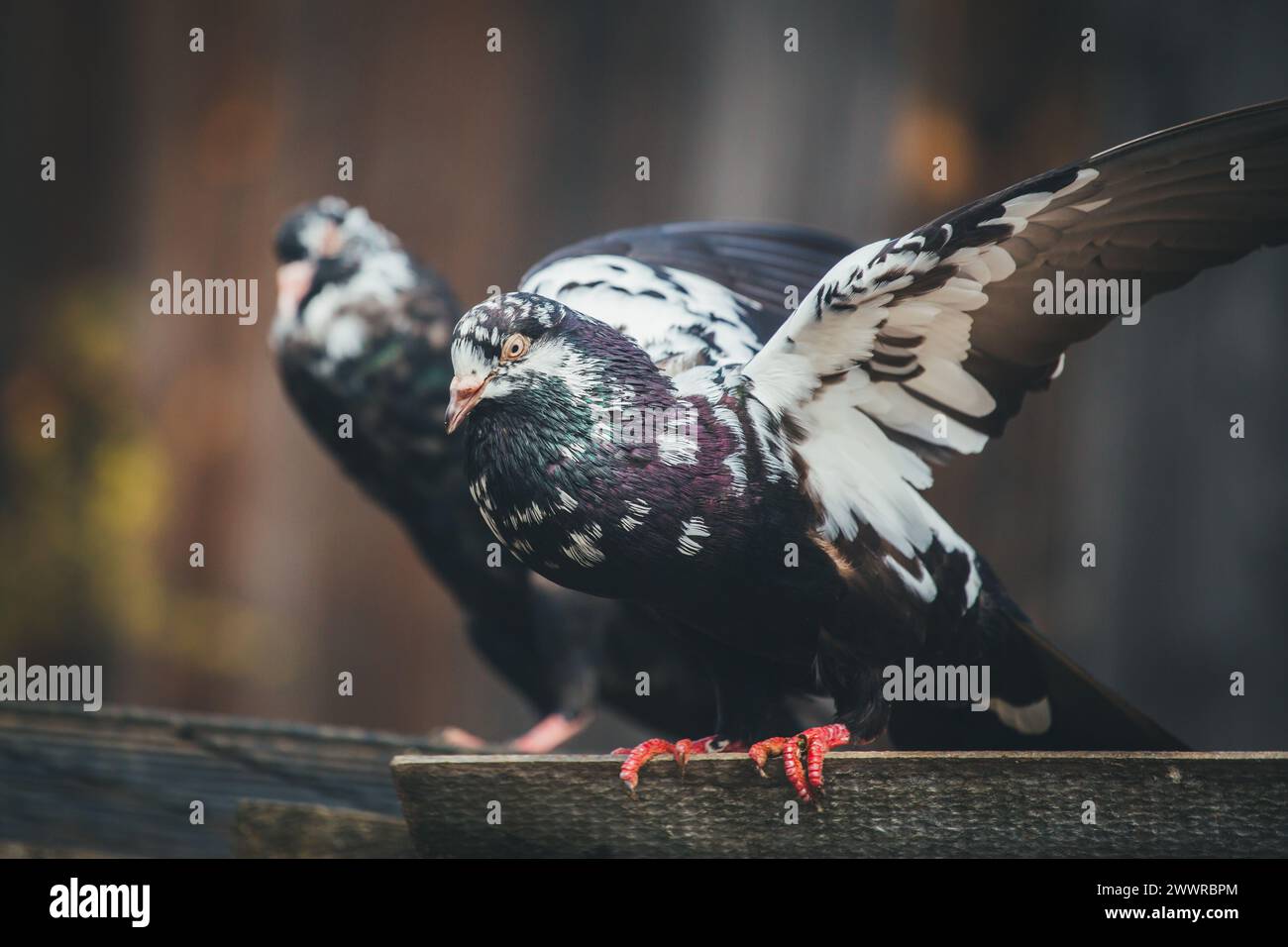 Waldviertler Kröpfer (Waldviertel Cropper Pigeon), Waldviertler Schecken, Schwarzschecken - une vieille race de pigeon du nord de l'Autriche Banque D'Images Waldviertler Kröpfer (Waldviertel Cropper Pigeon), Waldviertler Schecken, Schwarzschecken - une vieille race de pigeon du nord de l'Autriche Banque D'Images