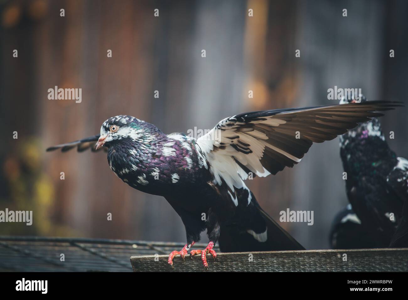 Waldviertler Kröpfer (Waldviertel Cropper Pigeon), Waldviertler Schecken, Schwarzschecken - une vieille race de pigeon du nord de l'Autriche Banque D'Images Waldviertler Kröpfer (Waldviertel Cropper Pigeon), Waldviertler Schecken, Schwarzschecken - une vieille race de pigeon du nord de l'Autriche Banque D'Images