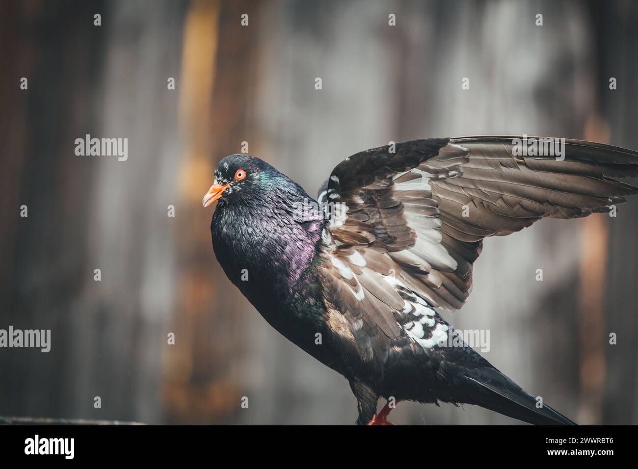 Waldviertler Kröpfer (Waldviertel Cropper Pigeon), Waldviertler Schecken, Schwarzschecken - une vieille race de pigeon du nord de l'Autriche Banque D'Images Waldviertler Kröpfer (Waldviertel Cropper Pigeon), Waldviertler Schecken, Schwarzschecken - une vieille race de pigeon du nord de l'Autriche Banque D'Images