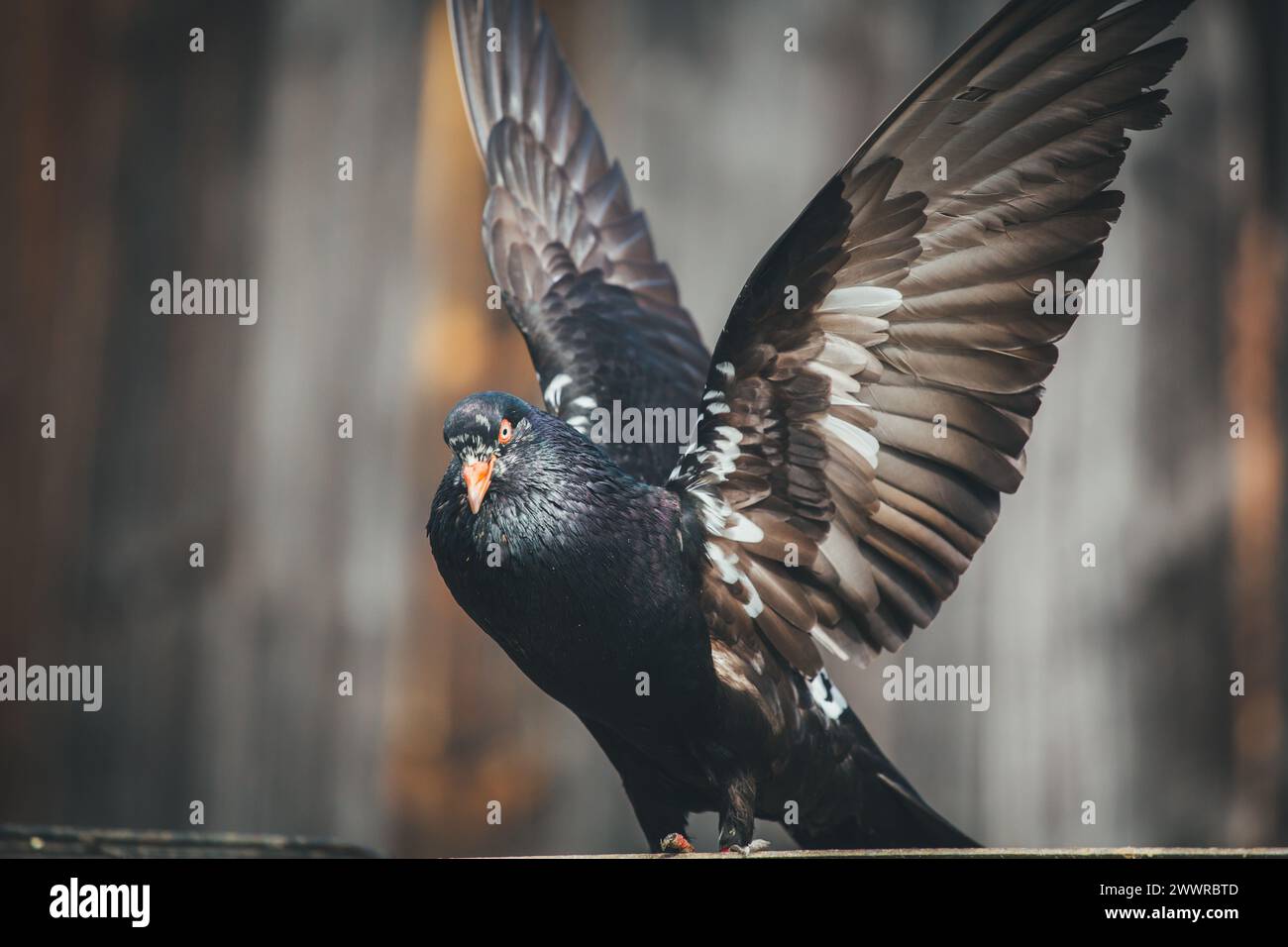 Waldviertler Kröpfer (Waldviertel Cropper Pigeon), Waldviertler Schecken, Schwarzschecken - une vieille race de pigeon du nord de l'Autriche Banque D'Images Waldviertler Kröpfer (Waldviertel Cropper Pigeon), Waldviertler Schecken, Schwarzschecken - une vieille race de pigeon du nord de l'Autriche Banque D'Images