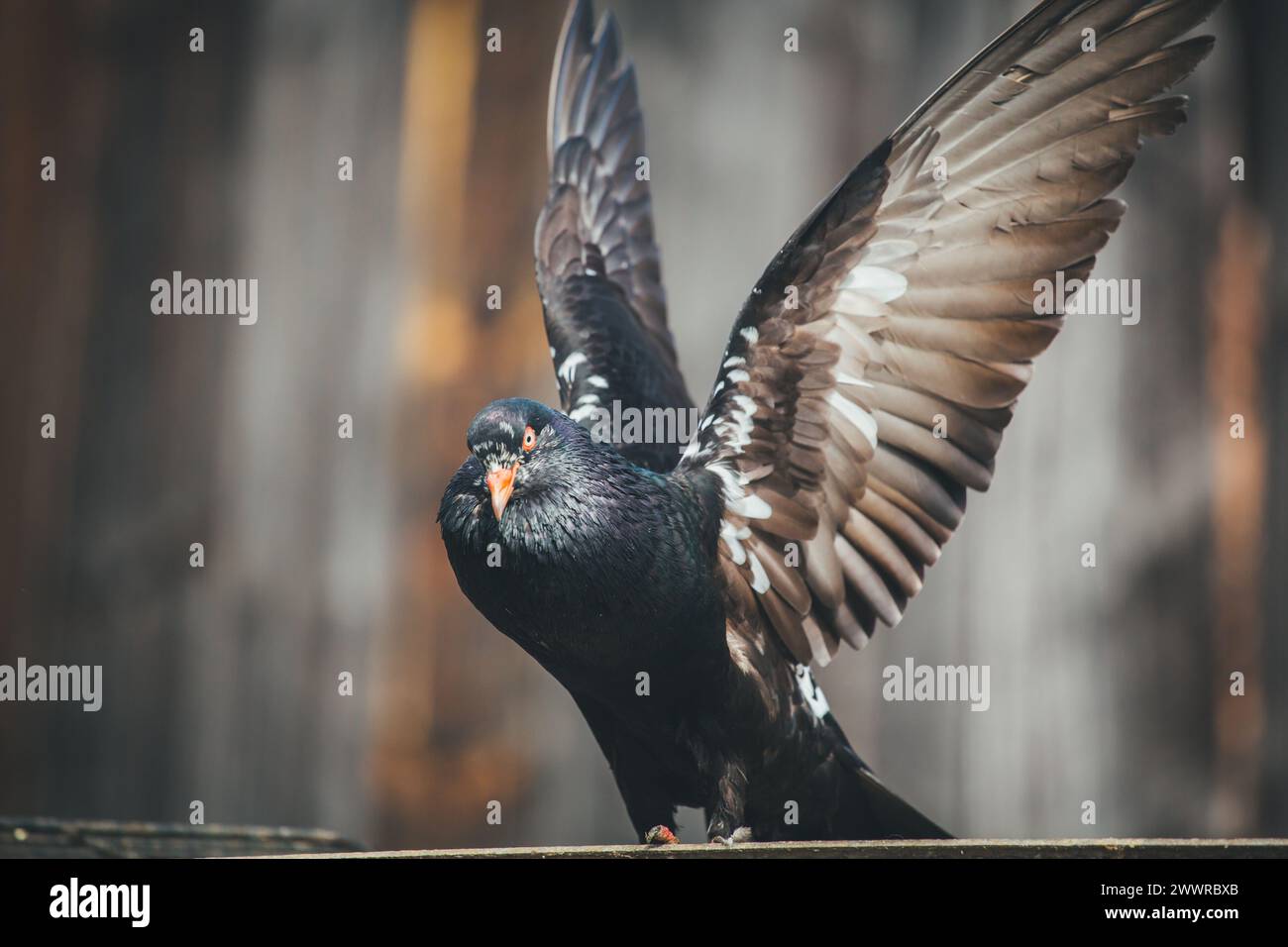 Waldviertler Kröpfer (Waldviertel Cropper Pigeon), Waldviertler Schecken, Schwarzschecken - une vieille race de pigeon du nord de l'Autriche Banque D'Images Waldviertler Kröpfer (Waldviertel Cropper Pigeon), Waldviertler Schecken, Schwarzschecken - une vieille race de pigeon du nord de l'Autriche Banque D'Images