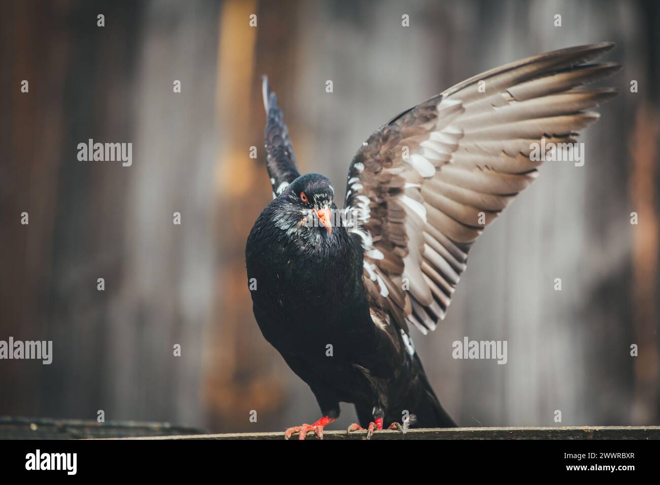 Waldviertler Kröpfer (Waldviertel Cropper Pigeon), Waldviertler Schecken, Schwarzschecken - une vieille race de pigeon du nord de l'Autriche Banque D'Images Waldviertler Kröpfer (Waldviertel Cropper Pigeon), Waldviertler Schecken, Schwarzschecken - une vieille race de pigeon du nord de l'Autriche Banque D'Images
