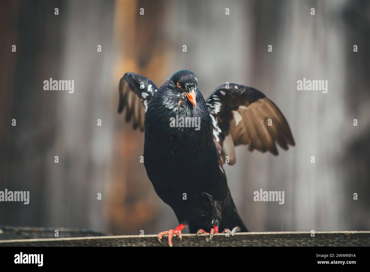 Waldviertler Kröpfer (Waldviertel Cropper Pigeon), Waldviertler Schecken, Schwarzschecken - une vieille race de pigeon du nord de l'Autriche Banque D'Images Waldviertler Kröpfer (Waldviertel Cropper Pigeon), Waldviertler Schecken, Schwarzschecken - une vieille race de pigeon du nord de l'Autriche Banque D'Images
