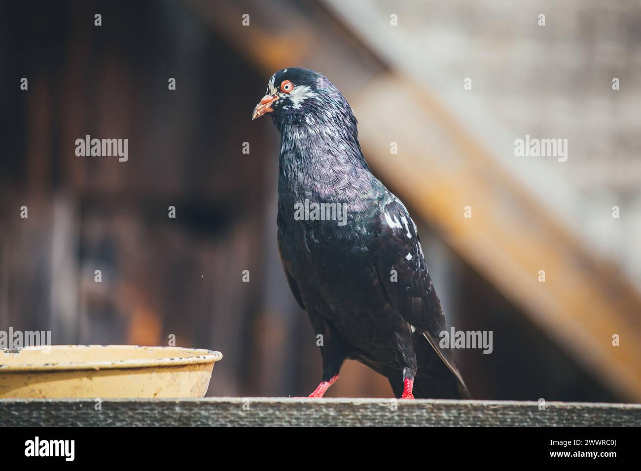 Waldviertler Kröpfer (Waldviertel Cropper Pigeon), Waldviertler Schecken, Schwarzschecken - une vieille race de pigeon du nord de l'Autriche Banque D'Images Waldviertler Kröpfer (Waldviertel Cropper Pigeon), Waldviertler Schecken, Schwarzschecken - une vieille race de pigeon du nord de l'Autriche Banque D'Images