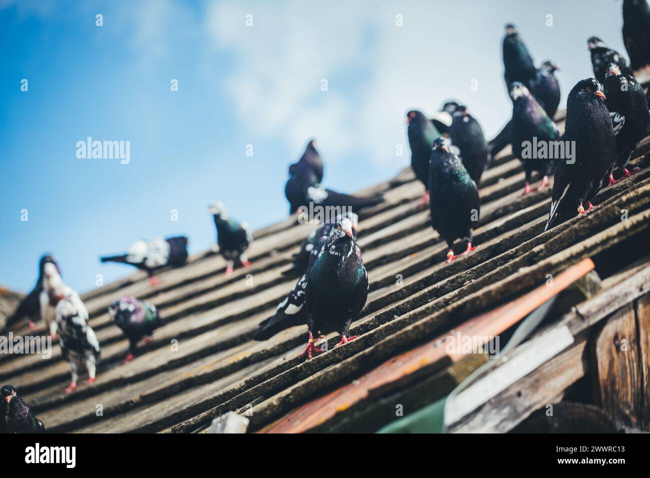 Waldviertler Kröpfer (Waldviertel Cropper Pigeon), Waldviertler Schecken, Schwarzschecken - une vieille race de pigeon du nord de l'Autriche Banque D'Images Waldviertler Kröpfer (Waldviertel Cropper Pigeon), Waldviertler Schecken, Schwarzschecken - une vieille race de pigeon du nord de l'Autriche Banque D'Images