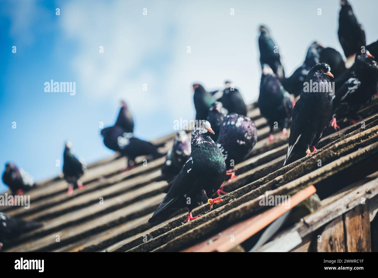 Waldviertler Kröpfer (Waldviertel Cropper Pigeon), Waldviertler Schecken, Schwarzschecken - une vieille race de pigeon du nord de l'Autriche Banque D'Images Waldviertler Kröpfer (Waldviertel Cropper Pigeon), Waldviertler Schecken, Schwarzschecken - une vieille race de pigeon du nord de l'Autriche Banque D'Images