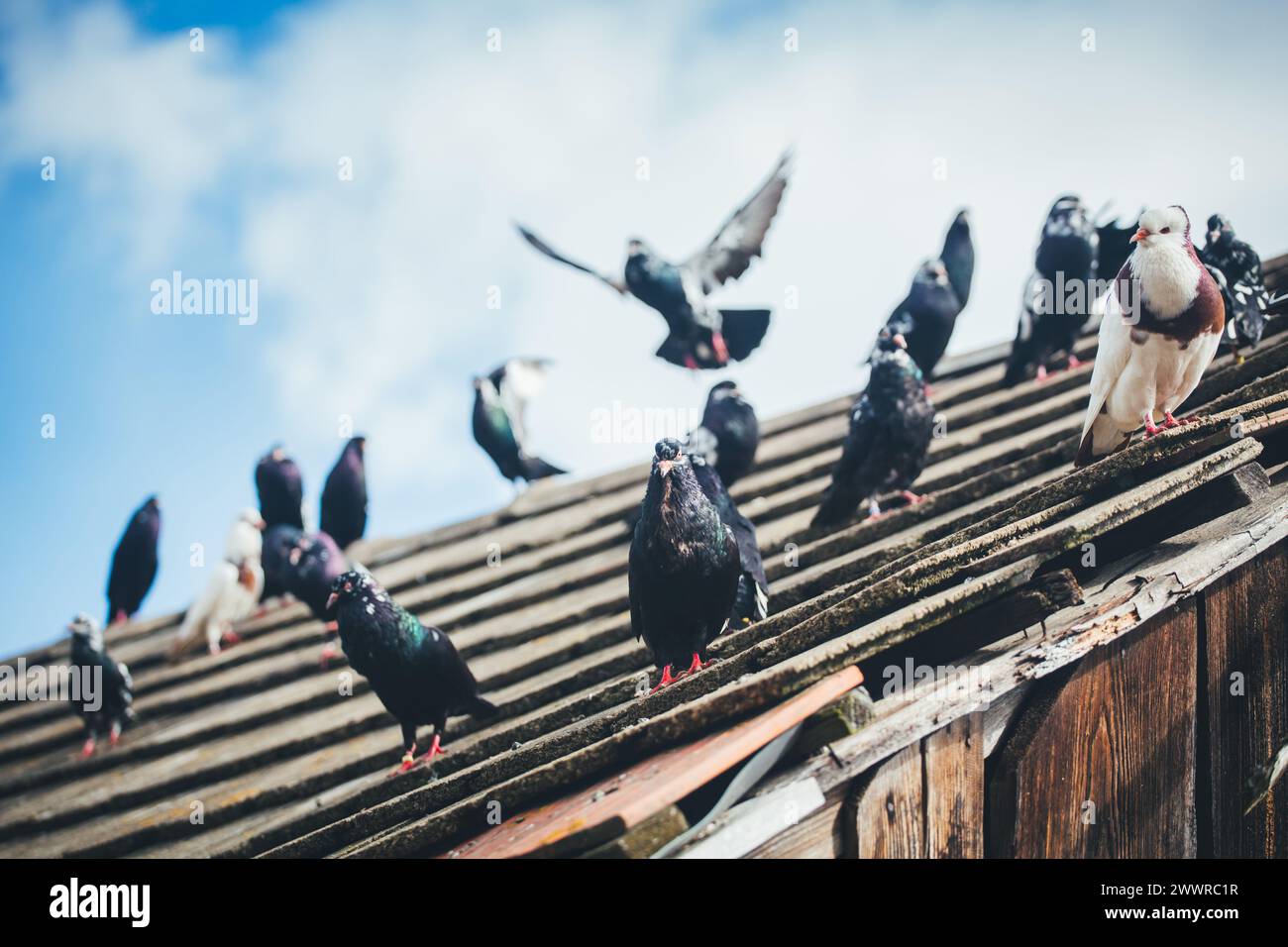 Waldviertler Kröpfer (Waldviertel Cropper Pigeon), Waldviertler Schecken, Schwarzschecken - une vieille race de pigeon du nord de l'Autriche Banque D'Images Waldviertler Kröpfer (Waldviertel Cropper Pigeon), Waldviertler Schecken, Schwarzschecken - une vieille race de pigeon du nord de l'Autriche Banque D'Images