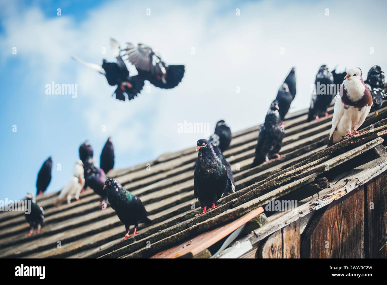 Waldviertler Kröpfer (Waldviertel Cropper Pigeon), Waldviertler Schecken, Schwarzschecken - une vieille race de pigeon du nord de l'Autriche Banque D'Images Waldviertler Kröpfer (Waldviertel Cropper Pigeon), Waldviertler Schecken, Schwarzschecken - une vieille race de pigeon du nord de l'Autriche Banque D'Images