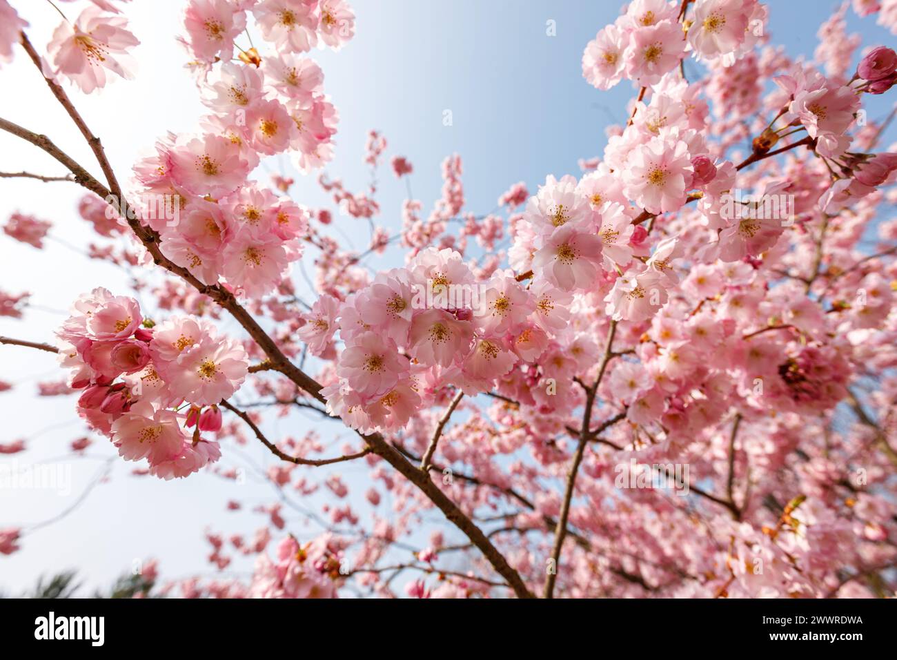 Berlin, Allemagne, Cherry Blossom, crédit : HMP/Alamy Banque D'Images