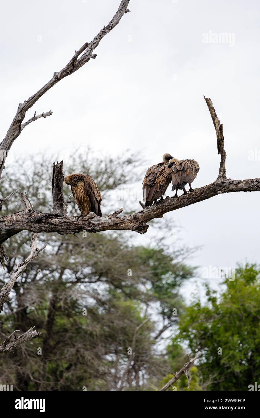 Trois oiseaux vautours africain à dos blanc sur branche sèche dans la forêt. Parc national Kruger, Afrique du Sud. Fond d'oiseau de faune animale. Safari à Savan Banque D'Images