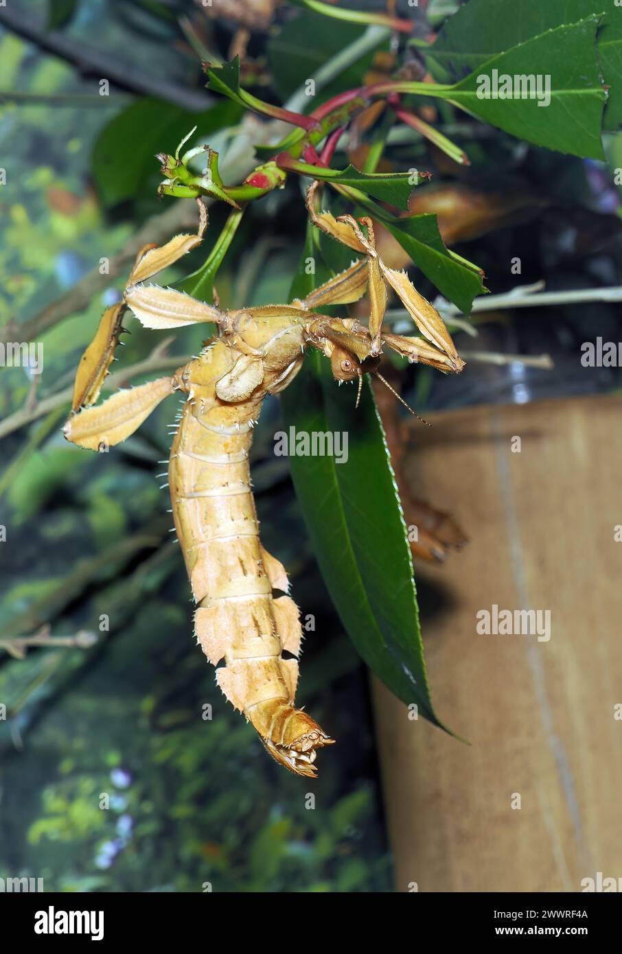 Insecte à feuilles épineuses, insecte bâton piquant géant, bâton de marche australien, Australische Gespenstschrecke, Extatosoma tiaratum, koronás levéllábú sáska Banque D'Images