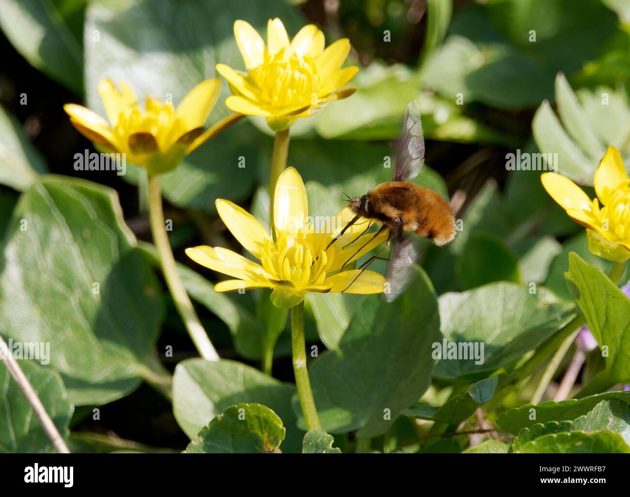 Grande mouche d'abeille, mouche d'abeille à bordure foncée, Großer Wollschweber, grand bombyle, Bombylius Major, Szegelyes pöszörlégy, Hongrie, Europe Banque D'Images