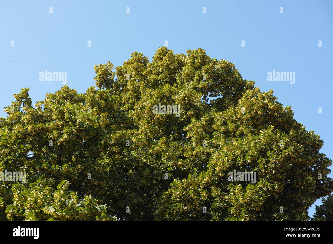 Un tilleul en fleurs (Tilia) contre un ciel bleu Banque D'Images