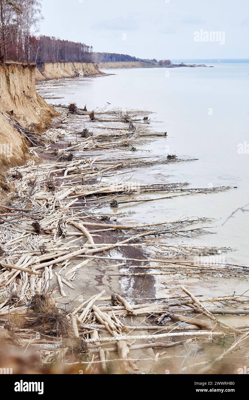 Paysage naturel hors saison. Les arbres tombés d'une falaise de sable se trouvent sur le bord de la mer. Beaucoup de bois flotté, destruction côtière. L'eau érode la côte. Sol Banque D'Images