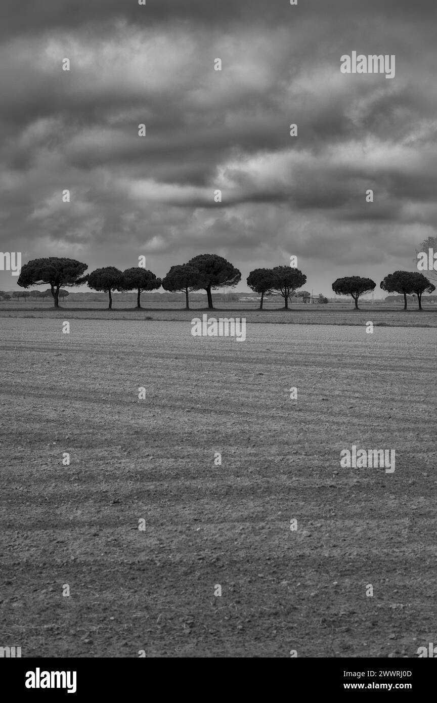 Paysage dans la région entre Lido di Dante et la rivière Fiumi Uniti. Images en noir et blanc avec fort contraste qui met en évidence les nuages Banque D'Images