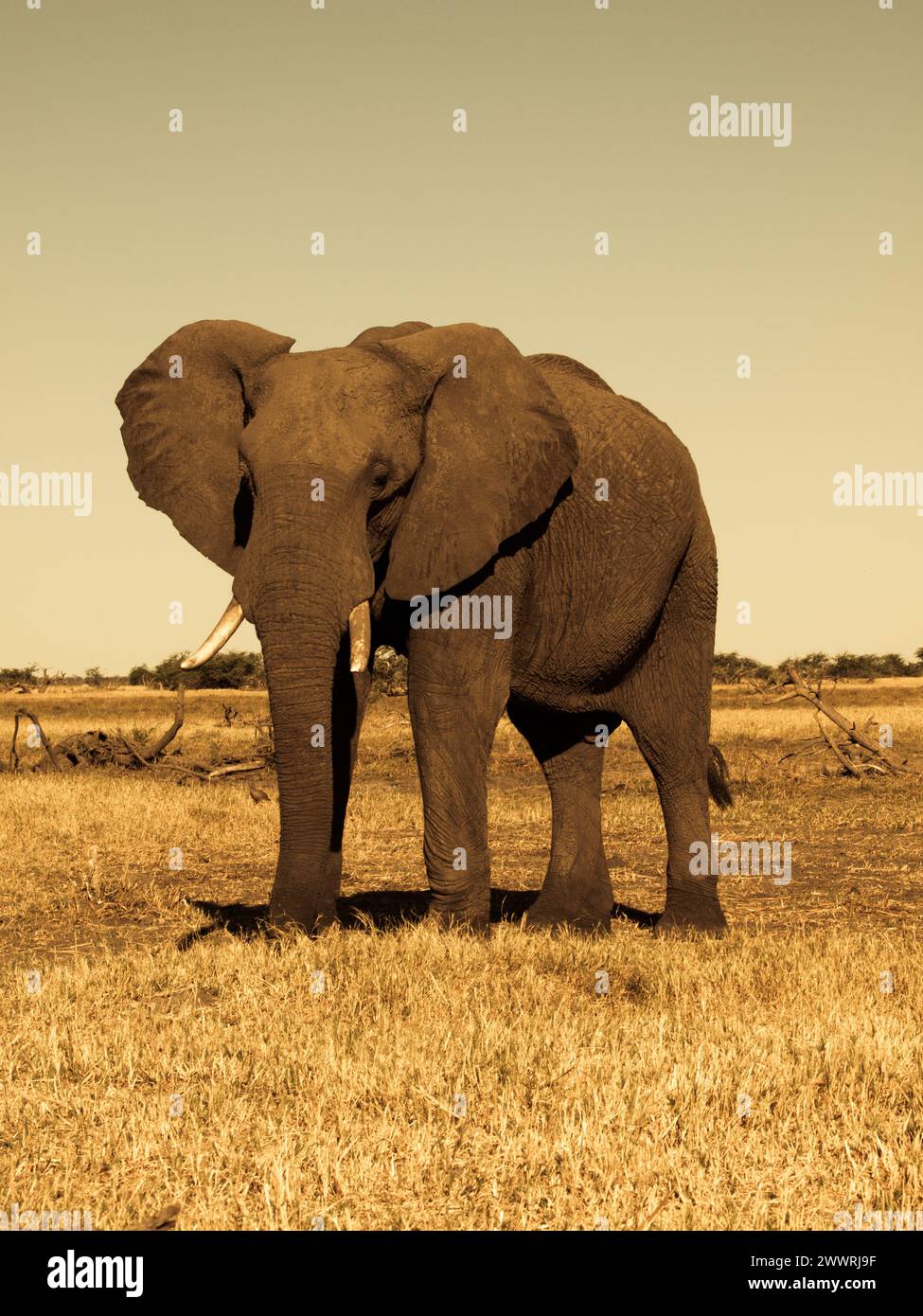 Grand éléphant d'afrique dans les prairies du parc national de Chobe (photographie sépia) Banque D'Images