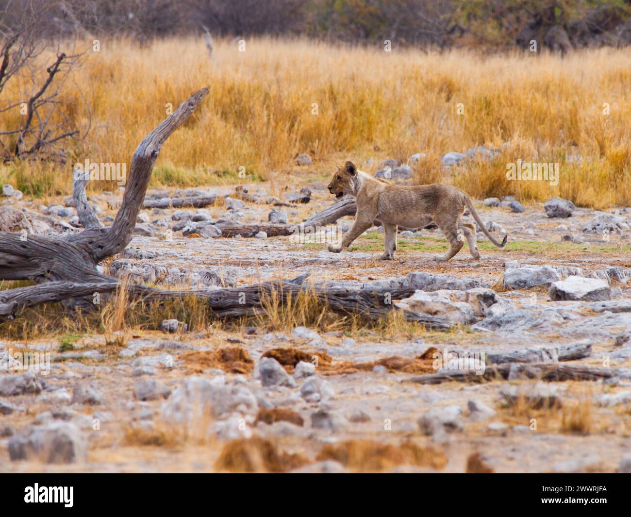 Seul jeune lion dans la nature, parc national d'Etosha, Namibie Banque D'Images