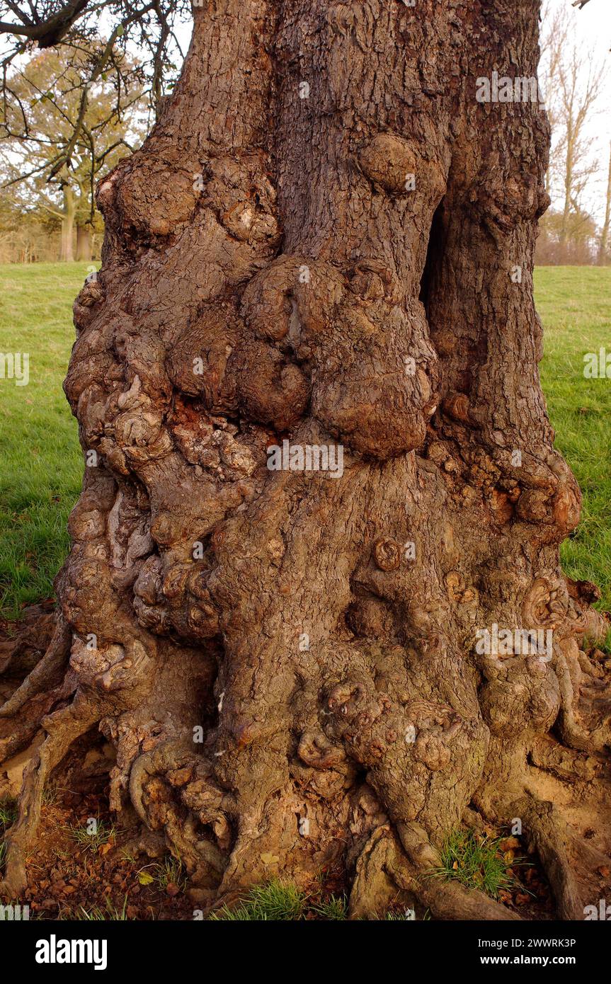 Malus sylvestris 'European Crab Apple' [Croxdale Hall, County Durham, England] Banque D'Images