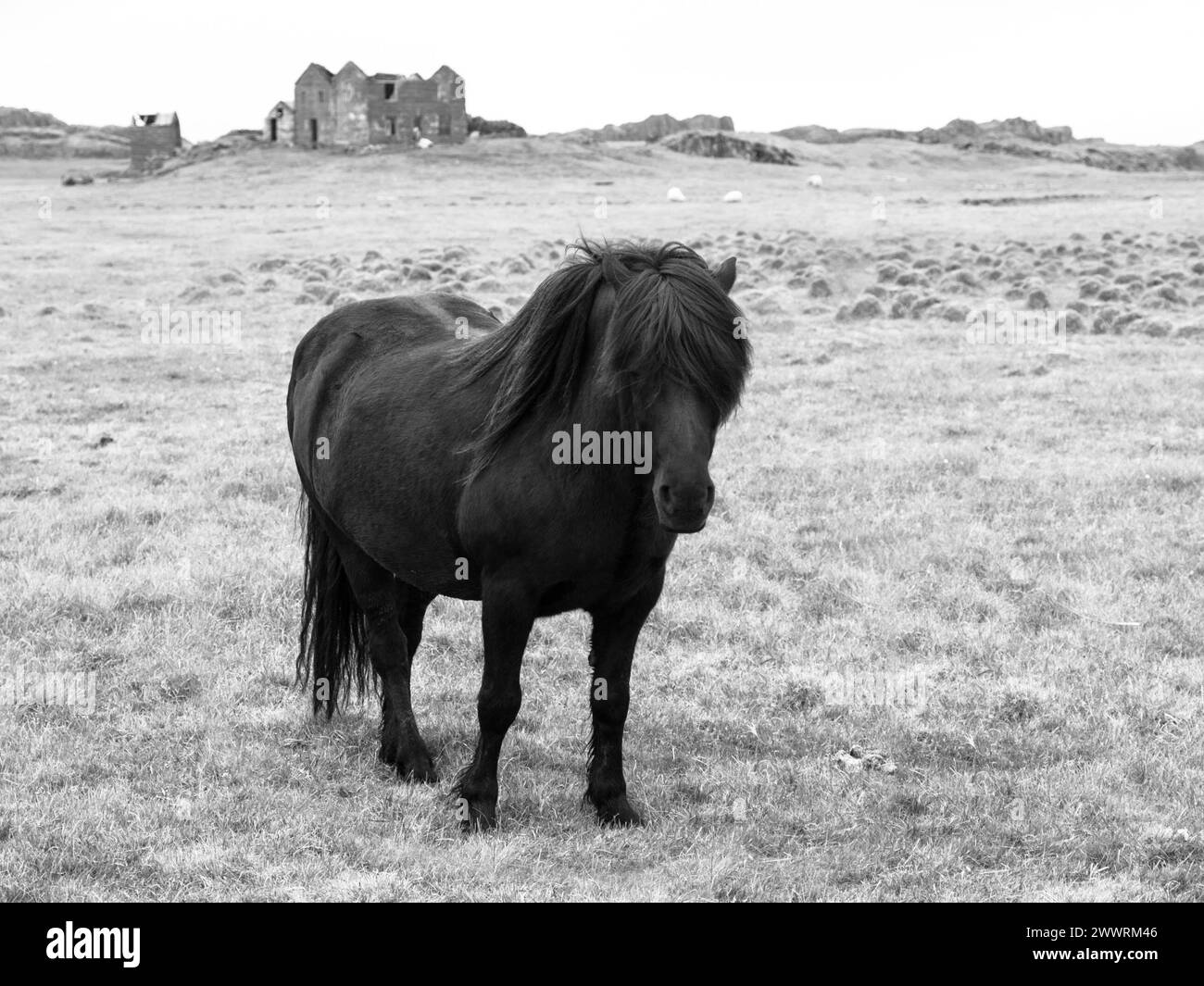 Cheval islandais noir debout au milieu de la prairie, Islande, image noir et blanc Banque D'Images
