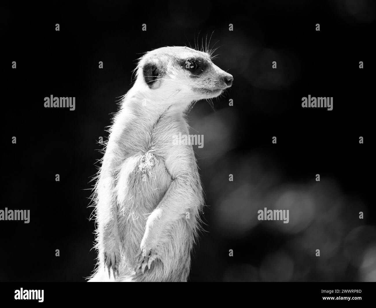 Meerkat, alias suricate, comme garde en alerte. Petit carnivore africain. Image en noir et blanc. Banque D'Images