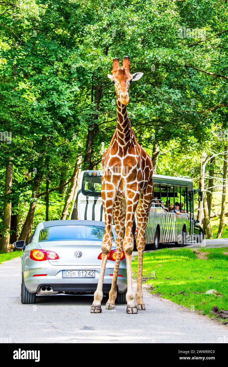 DVUR KRALOVE, RÉPUBLIQUE TCHÈQUE - 18 AOÛT 2019 : Wild Safari Drive à Dvur Kralove ZOO, République Tchèque. Banque D'Images