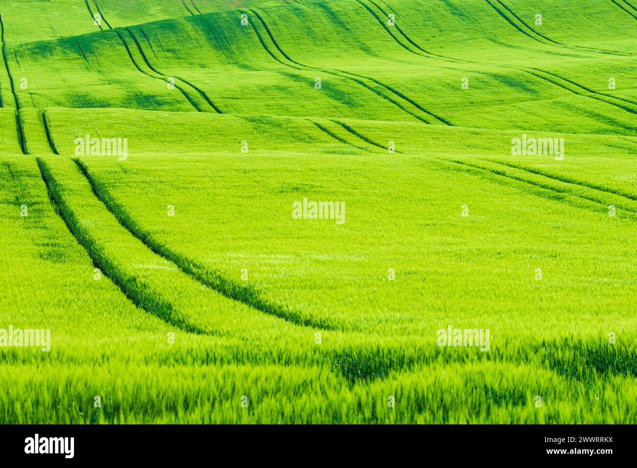 Culture ondulée vert printemps avec chenilles de tracteur Banque D'Images