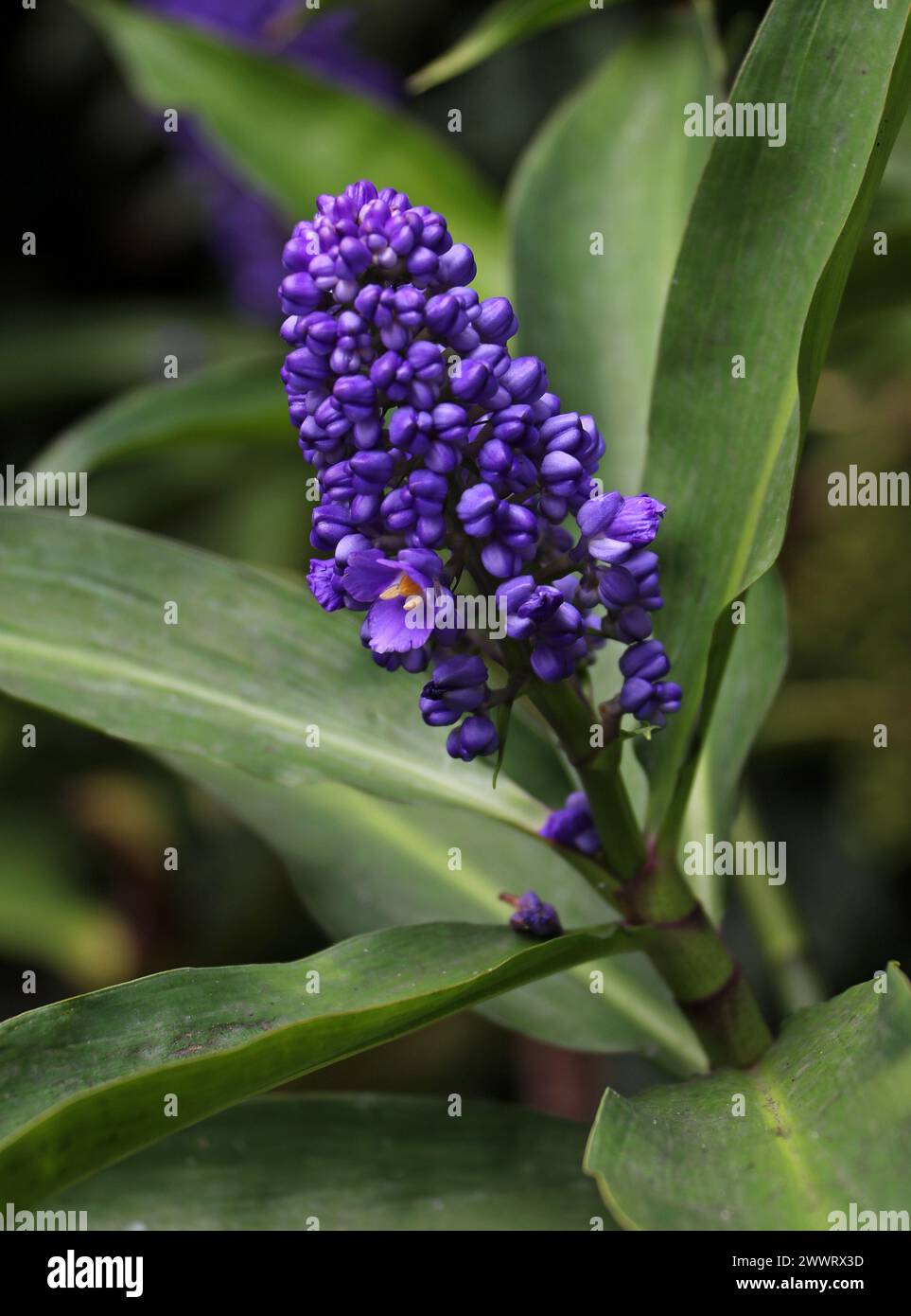 Gingembre bleu, gingembre bleu ou gingembre brésilien, Dichorisandra thyrsiflora, Commelinaceae, Amérique du Sud tropicale. Banque D'Images