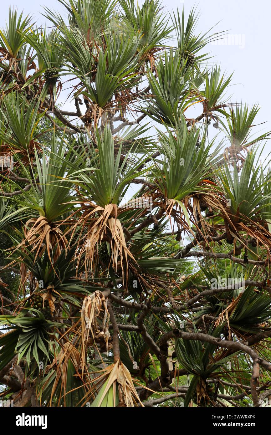 Screwpine commune, Pandanus utilis, Pandanaceae. Tenerife, Îles Canaries. Originaire de Madagascar. Banque D'Images