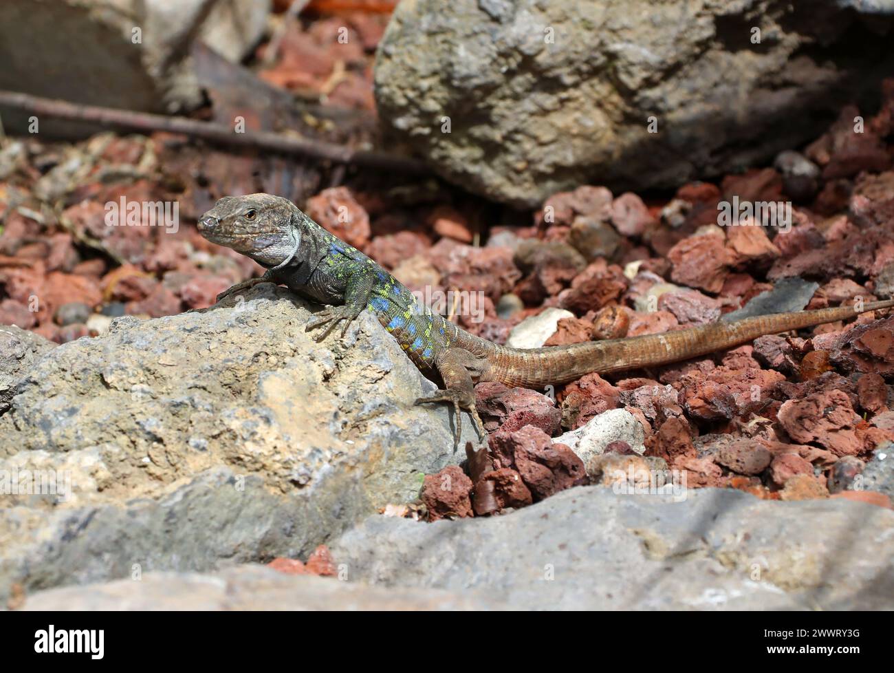 Lézard de Gallot mâle, lézard de Tenerife, ou lézard de l'Ouest des Canaries, Gallotia galloti, Lacertidae, Reptilia. C'est un lézard mâle du nord de Tenerife. Banque D'Images