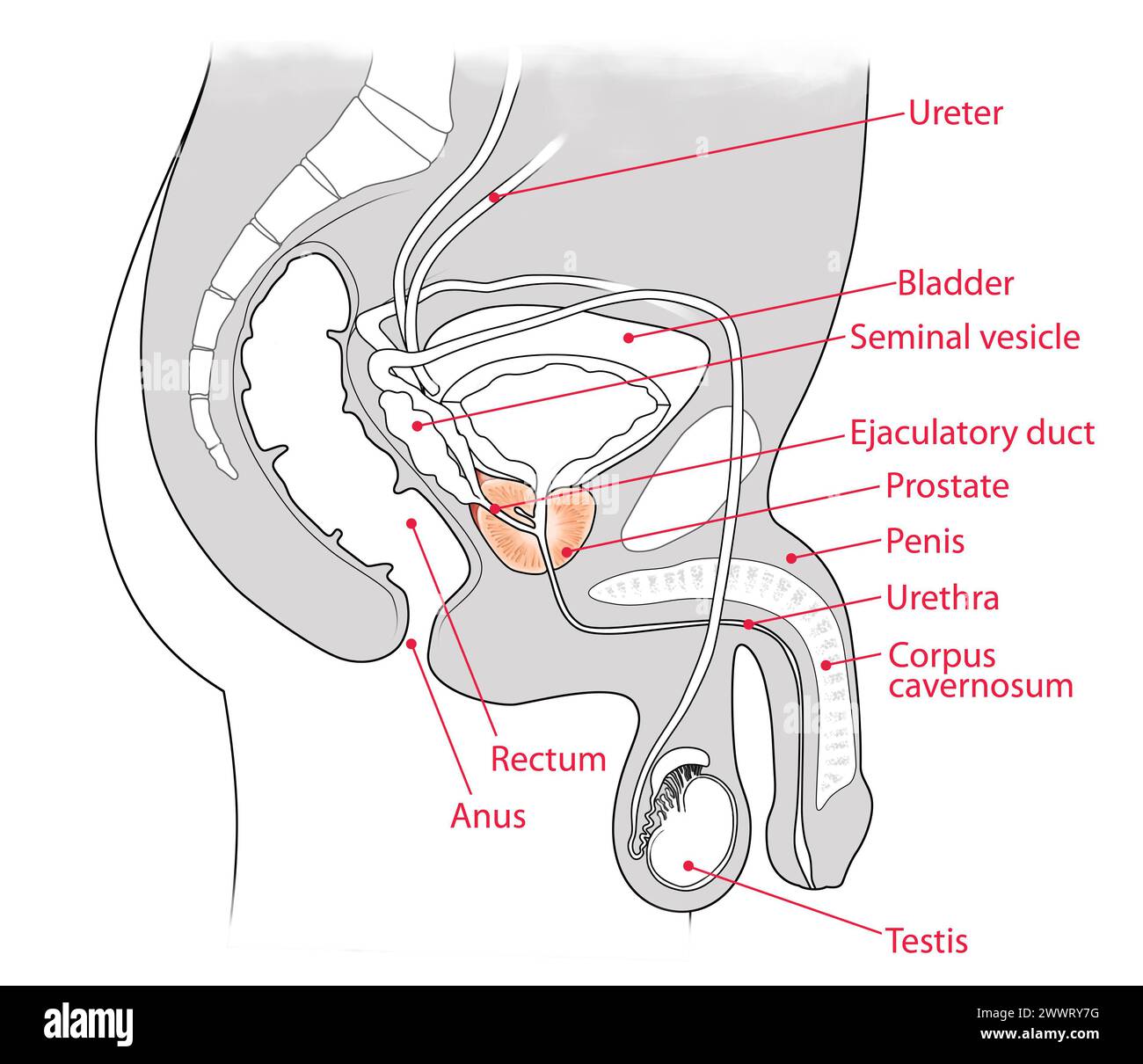 Illustration de l'appareil urinaire masculin mettant l'accent sur la prostate, vue en coupe transversale Banque D'Images