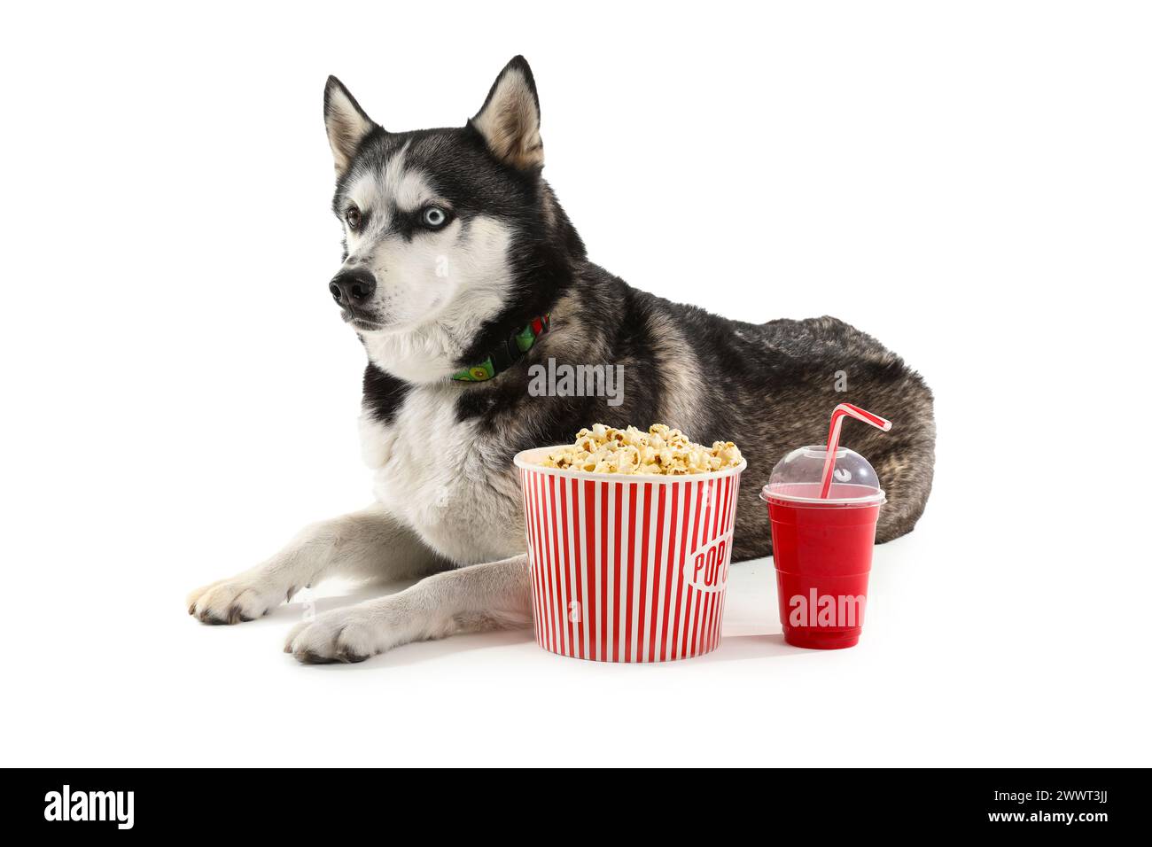 Adorable chien Husky avec seau de pop-corn et cola sur fond blanc Banque D'Images