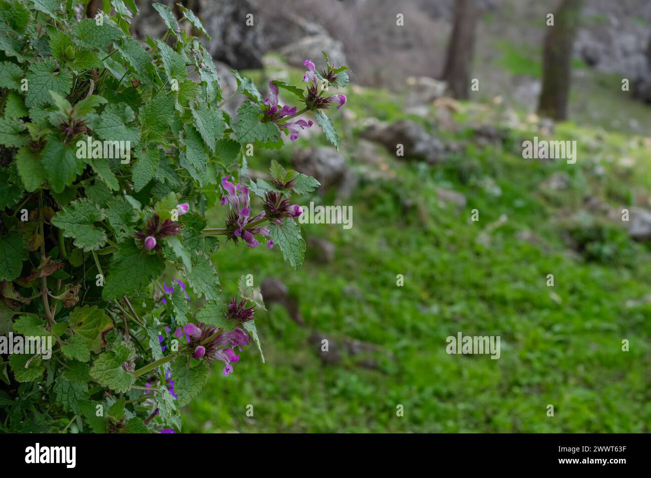 Belles fleurs colorées au printemps. Lamium maculatum. Banque D'Images