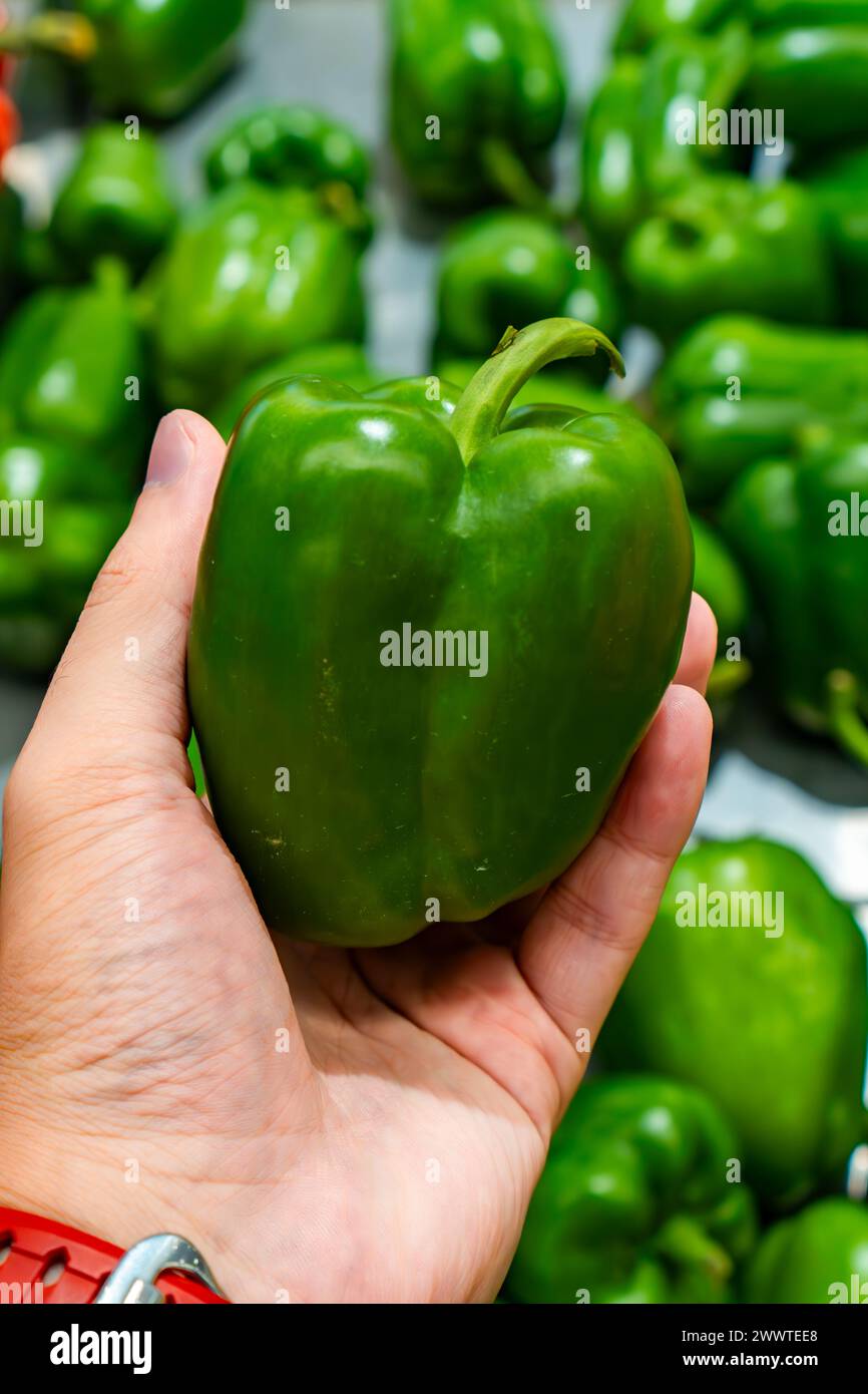 Un capsicum annuum vert frais dans une main. Pas épicé à manger Banque D'Images