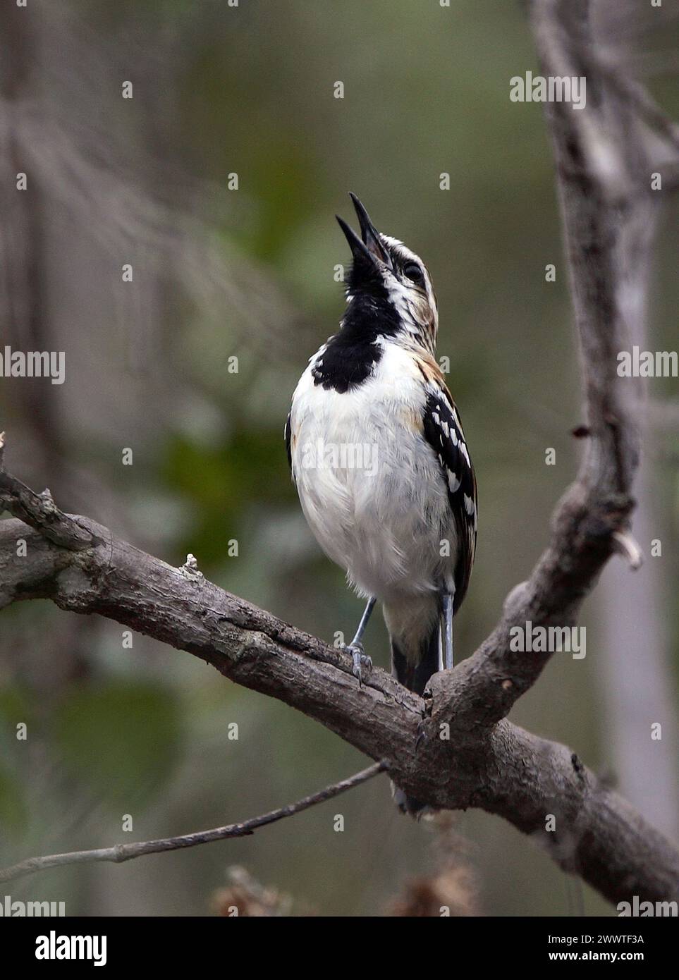 Oiseau anteur à dos rayé (Myrmorchilus strigilatus), chant masculin, Brésil Banque D'Images