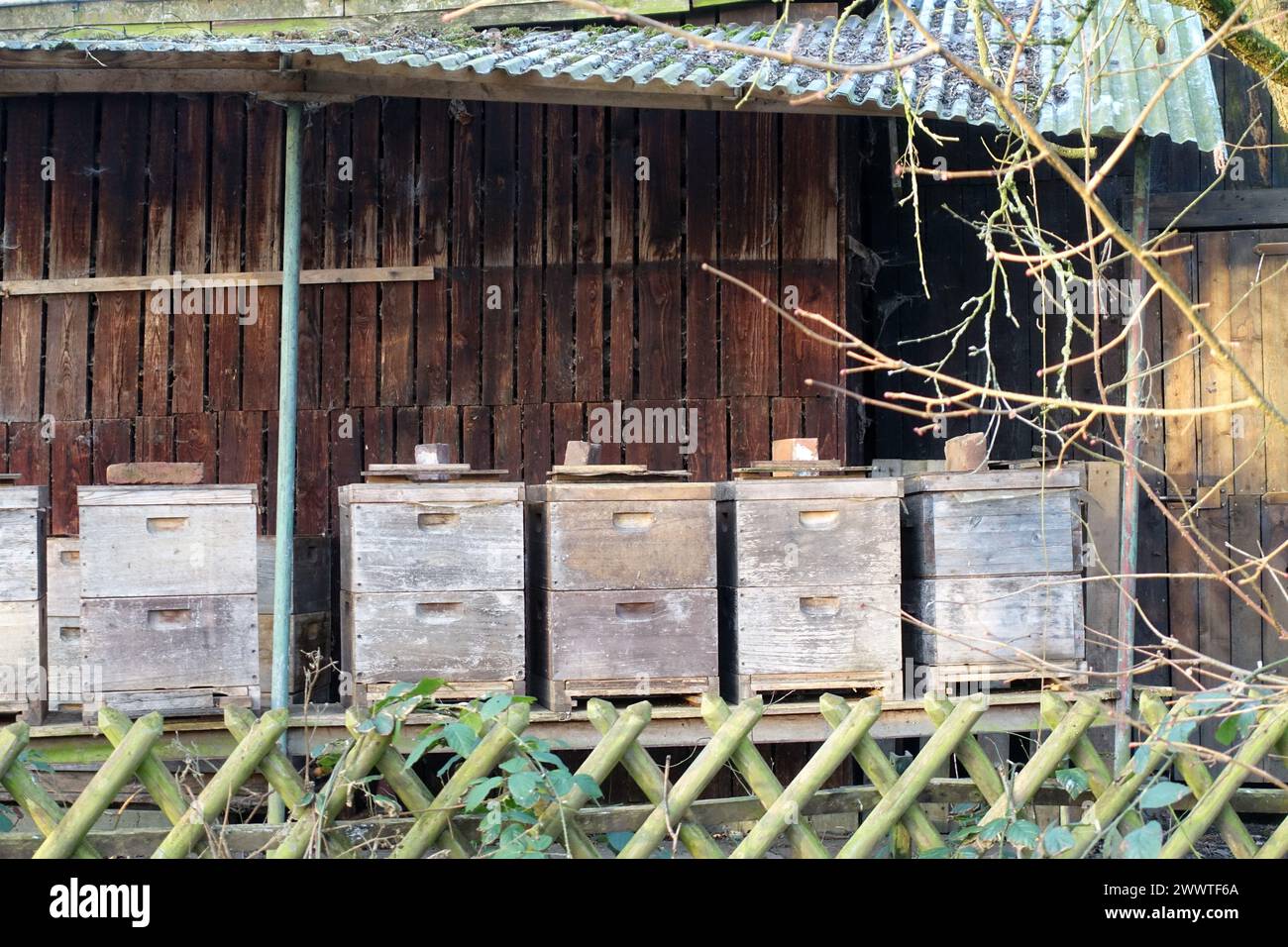 Abeille à miel, abeille de ruche (Apis mellifera mellifera), plusieurs ruches en bois se tiennent côte à côte, Allemagne, Rhénanie du Nord-Westphalie, région de la Ruhr Banque D'Images