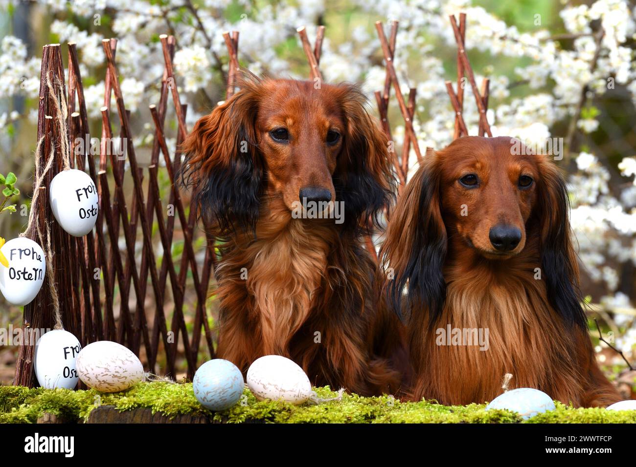 Teckel à poil long, chien saucisse à poil long, chien domestique (Canis lupus F. familiaris), deux Teckels rouges à poil long assis côte à côte dans l'est Banque D'Images