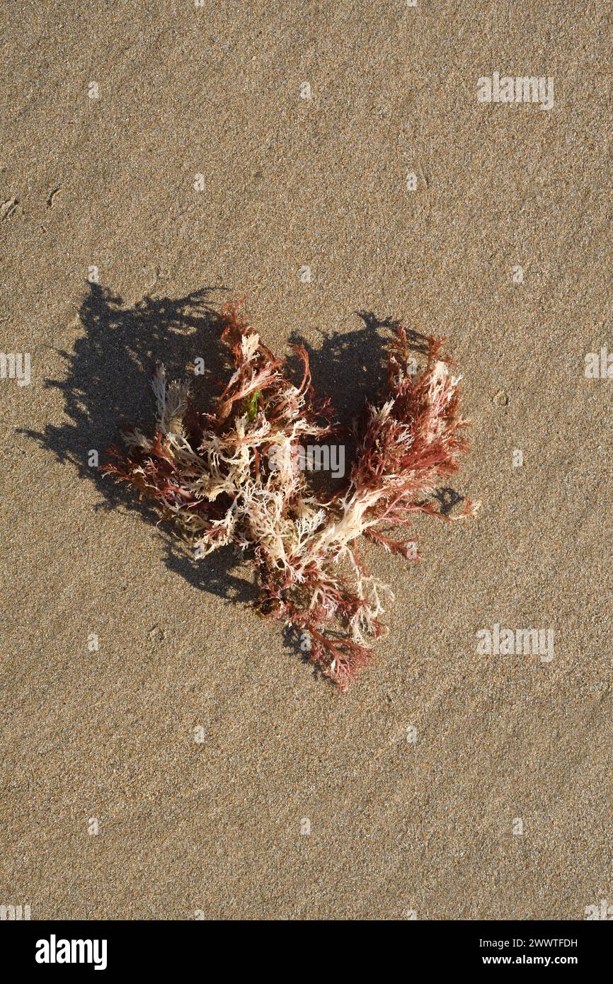 Algues rouges sur plage de sable, France, Bretagne Banque D'Images